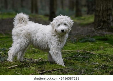 Portrait of a cute white Labradoodle dog in the forest.