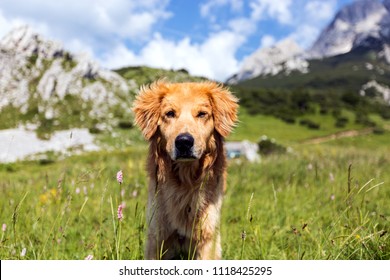 Portrait of cute yellow dog outdoor - Shutterstock ID 1118425295