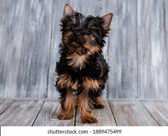 Portrait of a cute Yorkshire terrier puppy.