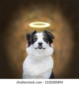 Portrait of cute young Australian Shepherd dog smiling. Dog autumn. Beautiful Aussie looking away. The dog in the form of an angel with a Golden halo over his head. Banner dog.