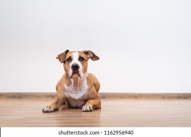 Portrait Of Cute Young Dog Indoors. Staffordshire Terrier Puppy In Bandana In Empty Room Of A House Looking Up