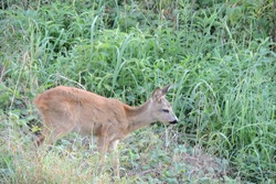 Surprised roe deer doe staring on, an Animal Photo by WildMedia