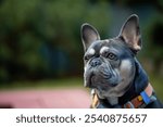 Portrait of a cute young serious gray and white French bulldog