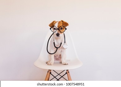 Portrait of a cute young small dog sitting on a white modern chair. Wearing stethoscope and glasses. He looks like a doctor or a vet. Home, indoors or studio. White background.