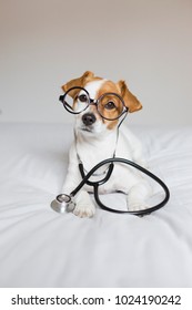 Portrait Of A Cute Young Small Dog Sitting On Bed. Wearing Stethoscope And Glasses. He Looks Like A Doctor Or A Vet. Home, Indoors Or Studio. White Background.