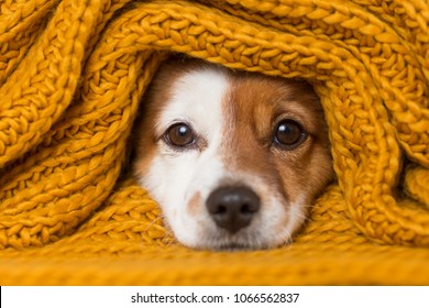 portrait of a cute young small dog looking at the camera with a yellow scarf covering him. White background. cold concept - Shutterstock ID 1066562837