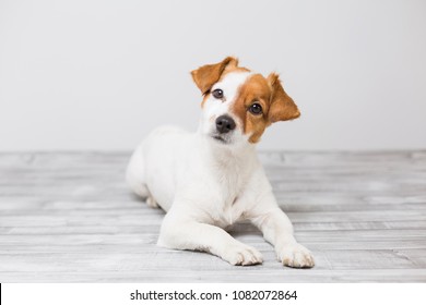 Portrait Of A Cute Young Small Dog Lying On The White Wood Floor, Resting And Looking At The Camera. Pets Indoors