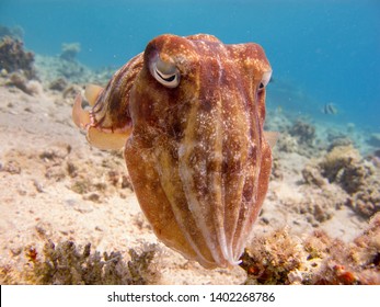 Portrait of a Cuttlefish (Sepia) swimming in clear blue water - underwater at divesite Bannerfish Bay in Dahab, Egypt.