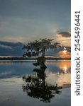 Portrait of Cypress Tree at Lake Martin, Louisiana