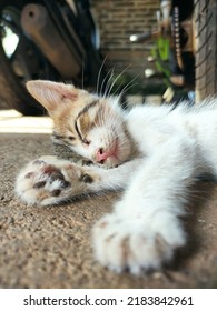 Portrait Cyprus Cat Sleep House Floor