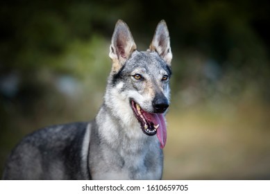 9,059 Wolf tongue Stock Photos, Images & Photography | Shutterstock