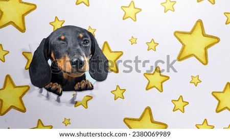Similar – Image, Stock Photo On the dog come hodgepodge