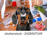 Portrait of dachshund dog with feather on nose, scattering furniture, garbage around room, making mess, looking with innocent, defenseless gaze An ill-mannered puppy destroys apartment alone at home