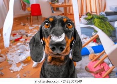 Portrait of dachshund dog with feather on nose, scattering furniture, garbage around room, making mess, looking with innocent, defenseless gaze An ill-mannered puppy destroys apartment alone at home