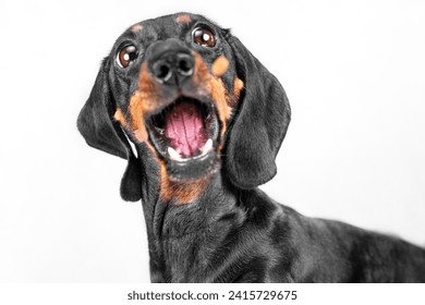 Portrait of dachshund dog with open mouth, bulging eyes screaming in fear, horror Emotional pet surprised by discounts sale Children hysteria, indignation of little monster, grouchy behavior of puppy