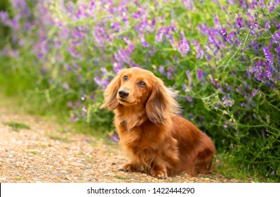 Portrait of Dachshund, Miniature Long Haired male dog  sitting on the path at the flower background in the country park.