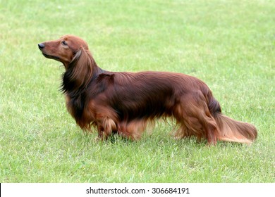The portrait of Dachshund Standard Long-haired Red in the garden