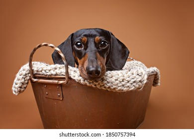portrait of a Dachshund in a tin bucket