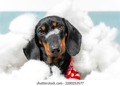 Portrait of dachshund who is buried under filler because pet has torn soft toys, puffer jacket or spoiled blankets and pillows. And now dog is sitting with innocent look as if nothing had happened