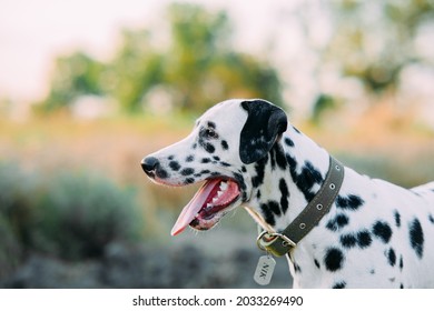 Retrato de perro dálmata con collar y placa de nombre mientras camina por la pradera.