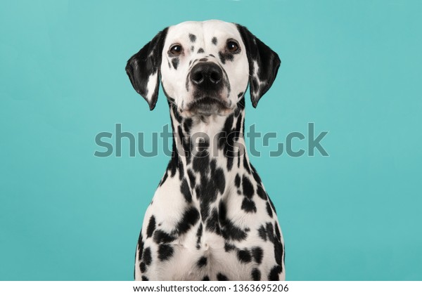 Portrait of a dalmatian dog looking at the\
camera on a blue\
background