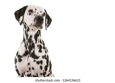 Portrait of a dalmatian dog looking up isolated on a white background