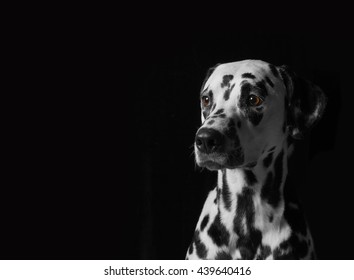 Portrait Of A Dalmatian Dog On Black Background