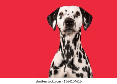 Portrait Of A Dalmatian Dog On A Red Background