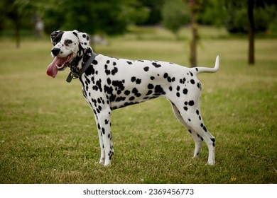 retrato de un perro dálmata corriendo a través de la hierba verde del parque, corriendo un perro