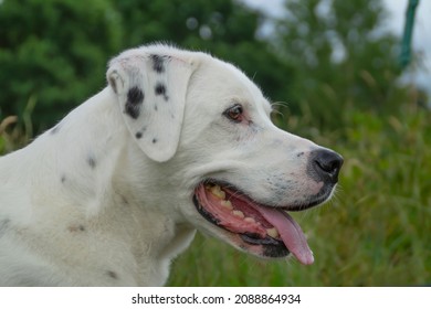 dalmatian lab mix puppy