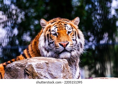 25,605 Siberian bengal Images, Stock Photos & Vectors | Shutterstock