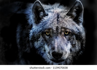 a portrait of a dangerous wolf