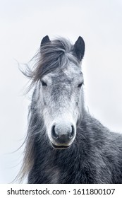 dapple grey ponies