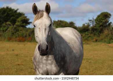 Portrait Of A Dapple Irish Draught Horse Mare