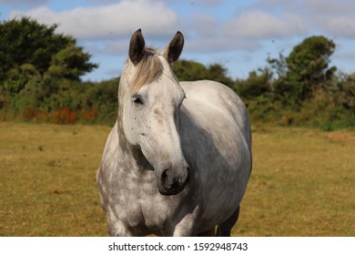 Portrait Of A Dapple Irish Draught Horse Mare