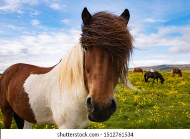 38 Horse bad condition Images, Stock Photos & Vectors | Shutterstock