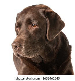 Portrait Of A Dark Brown Labrador Dog Against A White Background 