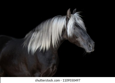 Portrait of a dark horse on black background isolated	 - Shutterstock ID 1109550497