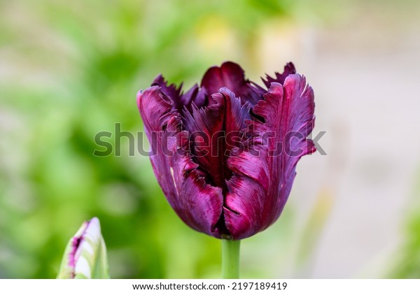 Portrait of a dark purple parrot tulip, Skagit\
Valley, WA\
