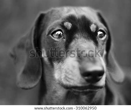 Similar – pursuer Dog Looking Snout