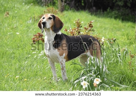 Portrait de Beagle Harrier dog 