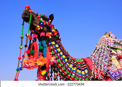 Portrait Of Decorated Camel At Desert Festival, Jaisalmer, Rajasthan, India