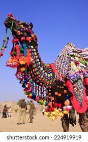 Portrait Of Decorated Camel At Desert Festival, Jaisalmer, Rajasthan, India