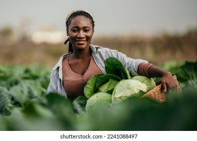 Portrait of a dedicated black woman holding a crate full of fresh cabbage in her hands on the farm outdoors - Powered by Shutterstock