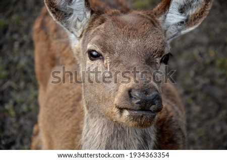 portrait of a deer or roe deer. A deer looks over a fence. he is trapped in a fence. breeding animals for meat, skins and antlers. The reservation for injured animals is a shelter paid for by donation