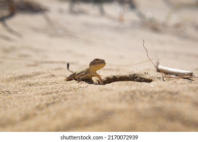 Portrait Of Desert Lizard Secret Toadhead Agama Near Its Burrow