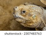 Portrait of the desert tortoise (Gopherus agassizii). This turtle lives in Mojave and Sonoran Desert of the North America (Arizona, California, Nevada, Utah). It