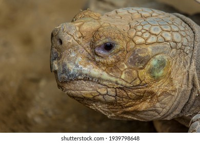 Portrait Of The Desert Tortoise (Gopherus Agassizii). This Turtle Lives In Mojave And Sonoran Desert Of The North America (Arizona, California, Nevada, Utah). It's An Endangered Species.