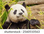 portrait in detail of a giant panda in selective focus. Funny cute black and white bear eats bamboo. eye contact