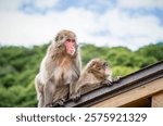 Portrait detail with Japanese macaque or snow monkey  in Arashiyama Park, Kyoto.